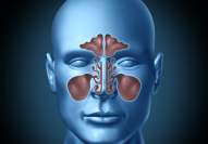Animation of sinus structure